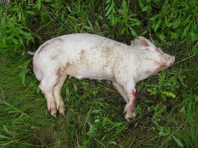 Example_of_a_pig_carcass_in_the_fresh_stage_of_decomposition