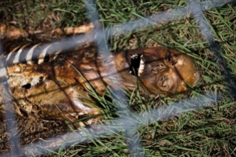 A decomposing body at the Texas State body farm.